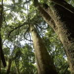 Reliable Tree Care Services Near Upland & Beyond