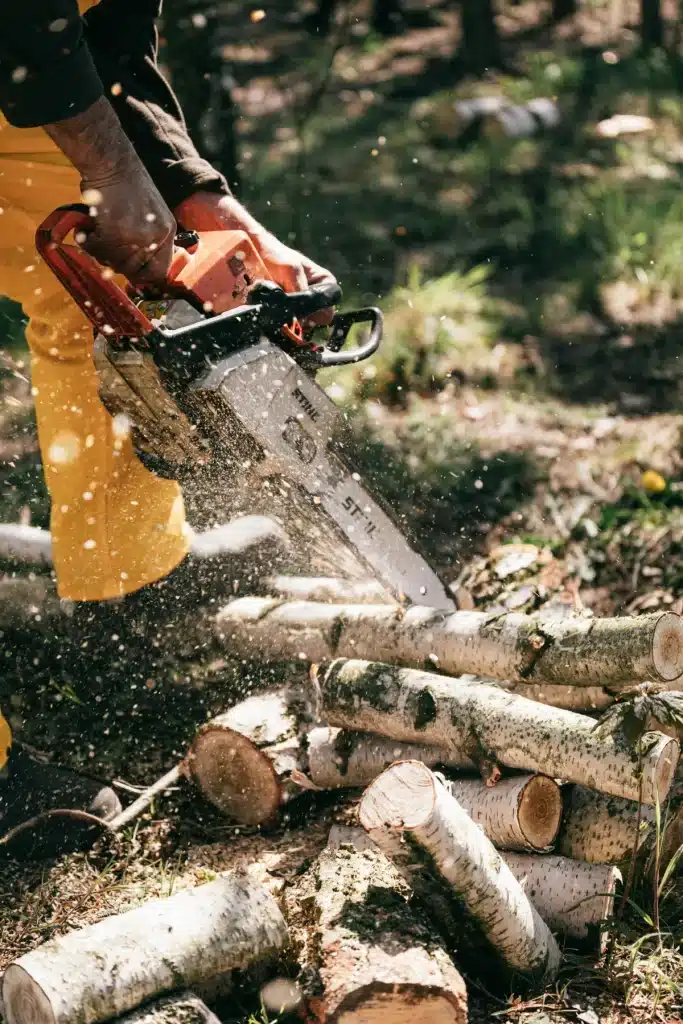 Tree Removal in Upland 1